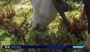 À Porquerolles, les vaches ont le rôle de débroussailleuses