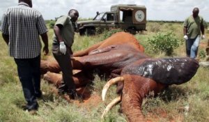 Sauver la vie d'un éléphant attaqué par des braconniers africain!