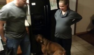 Un chien très protecteur avec sa maîtresse enceinte