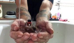 Un homme donne un bain à son petit oiseau