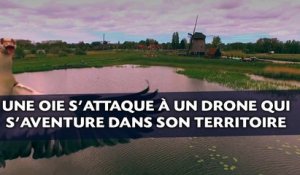 Une oie s’attaque à un drone qui s’aventure dans son territoire