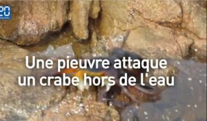 Une pieuvre surgit hors de l'eau pour attaquer un crabe