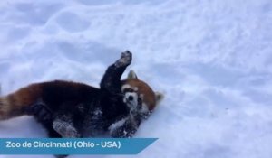 Deux pandas roux s’amusent dans la neige et font craquer la Toile