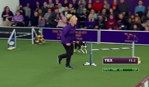 Tex, le chien trop rapide sur une course d’agilité