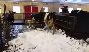 Des vaches deviennent folles en voyat de la neige!