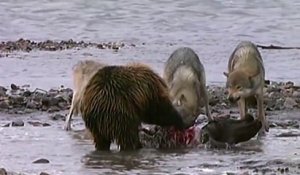 Grizzli vs 4 loups