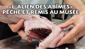 Australie: «L'alien des abîmes» pêché et remis au musée