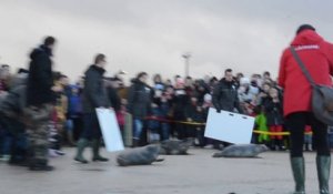 Trois cent personnes au relâcher de phoques à Calais