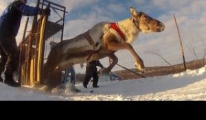 Courses de rennes : l'orgueil des Samis - Faut Pas Rêver en Laponie (extrait 1)