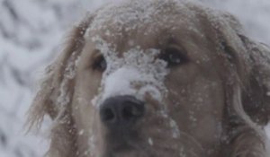 Un Golden Retriever joue dans la neige en SLOW MOTION et c'est BEAU!!!!