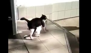 Un chat kidnappe un autre chat!