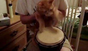 Un petit chat roux qui joue du djembé