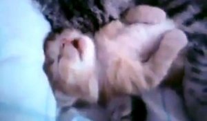 Un petit chaton qui dort près de sa maman
