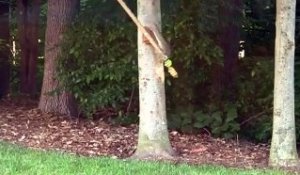 Comment emmerder un écureuil dans un arbre