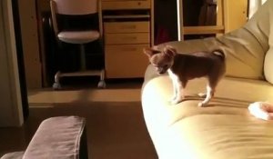 Un petit chien essaye de descendre du canapé