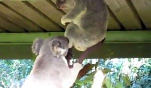 Madame Koala n'a pas les mêmes envies que Mr Koala