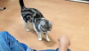 Un Chat Sait Frapper A La Porte Sur Orange Videos