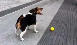 Ce chien joue tout seul à la baballe