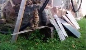 Le Chat Qui Ne Comprend Pas L Electricite Statique Sur Orange Videos