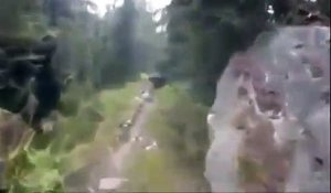 Un coureur se fait pister par un ours dans les bois