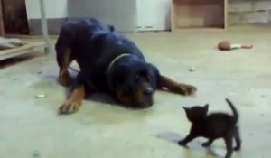 Un petit chaton fait face à un gros chien