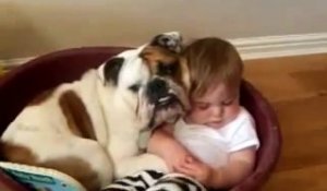 Un petit garçon s'endort dans le panier du chien