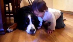 Un gros chien s'amuse avec un bébé...