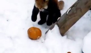 Il prend son pied avec une espèce de balle