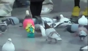 Un pigeon aux couleurs très originales