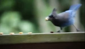 Un oiseau se prend pour le plombier Mario