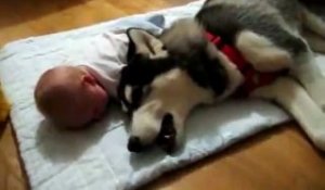 Le chien loup qui pleure avec le bébé