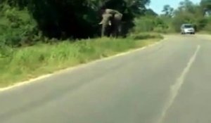 Des touristes se font surprendre par un éléphant