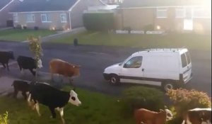 Un troupeau de vache traverse un quartier résidentiel