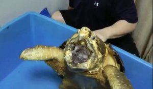 Une tortue géante attaque une pastèque !