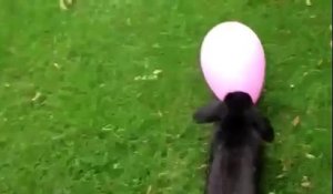 Un petit lapin noir court après un ballon de baudruche