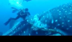 Deux plongeurs tentent de sauver un requin baleine !