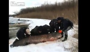 Quatre russes on péchés un silure de 195 kg