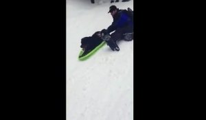 Un chien dévale les pistes en luge !