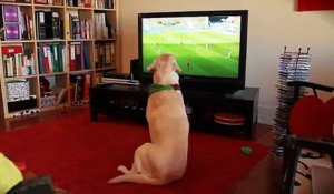 ADORABLE ! Un chien fan de l'équipe de foot du portugal, triste pour son équipe perdante