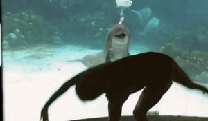 DINGUE ! Un dauphin rigole devant les acrobaties d'une jeune fille !