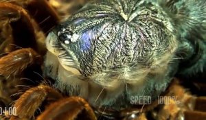 La mue d'une mygale filmé en timelapse ! Génial !
