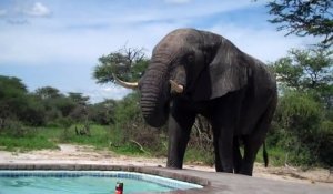 Un éléphant vinet boire dans une piscine pendant que son proprio est dedans