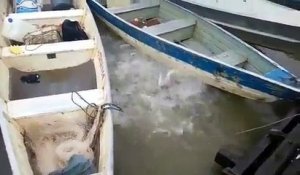 Nourrir des Piranhas dans une rivière au Brésil, attention c'est flippant!