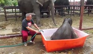 Un bébé éléphant très maladroit prend son bain!