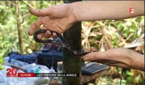 Une équipe de chercheurs au cœur de la forêt amazonienne