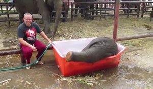 Thaïlande : cet éléphanteau adore prendre son bain