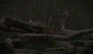 Mylorraine a testé la Nuit insolite avec les Loups au Parc de Sainte Croix