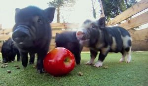 Des bébés cochons trop chou mangent une pomme !