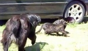 Hilarant : un chien joue au shérif et arrête un combat de chats