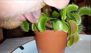 Mettre sa langue dans une plante carnivore, le résultat est catastrophique !